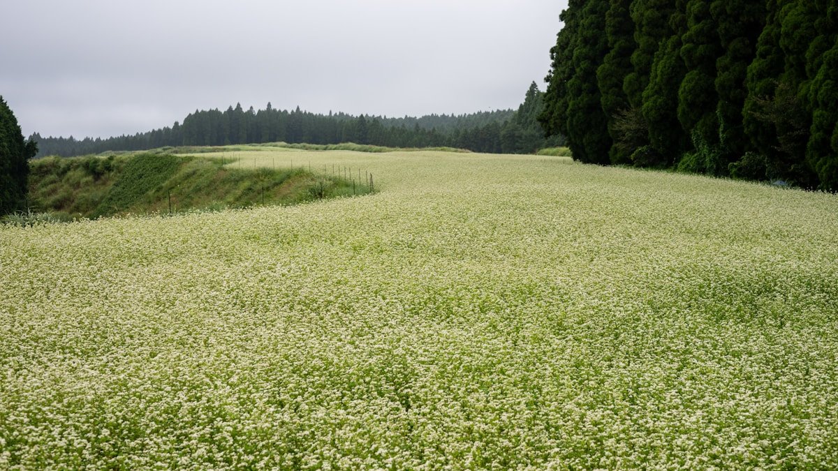 2026 07 09 soba kigo guide h2 01
